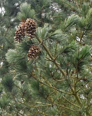 Pinus reflexa