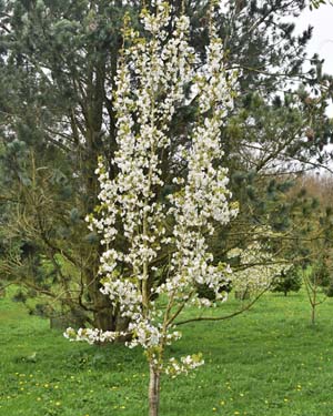 Prunus diane