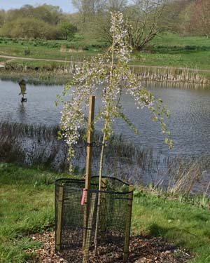 Prunus itosakura stellata