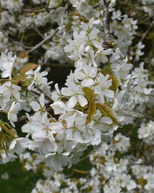Hill cherry