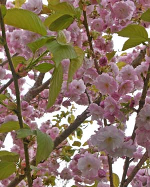Prunus matsumae
