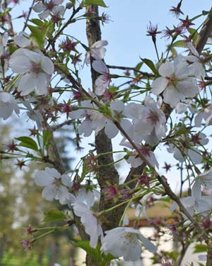 Prunus mieke