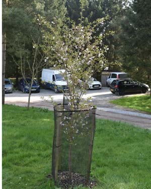 Prunus meike