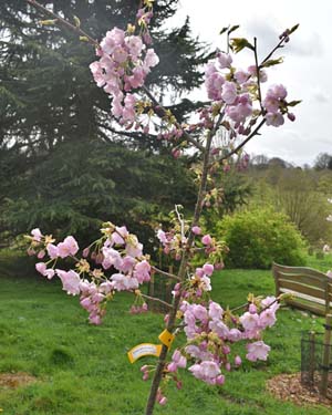 Prunus Ryuunin-beni-yae-zakura