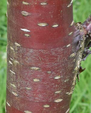 Prunus serrula 'Branklyn'