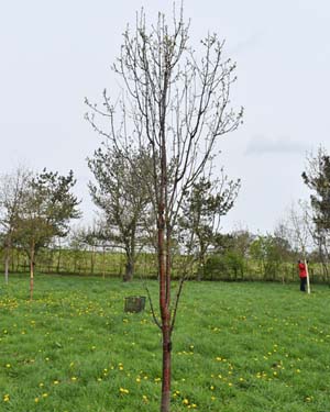 Prunus serrula 'Branklyn'