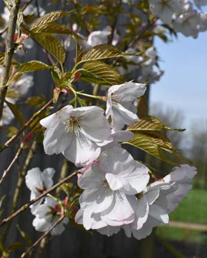 Prunus 'Sunset Boulevard'
