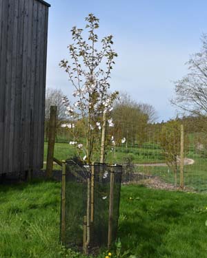 Prunus 'Sunset Boulevard'