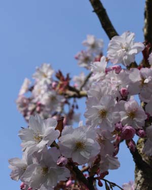 Prunus Taoyame