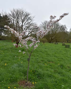 Prunus Verecunda Autumn Glory