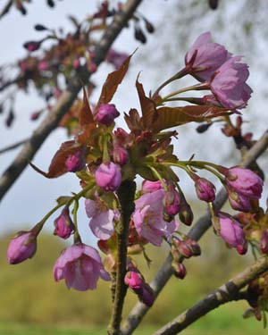 Prunus yae murasaki zakura