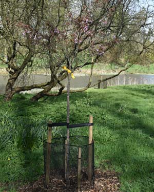 Prunus yae murasaki zakura