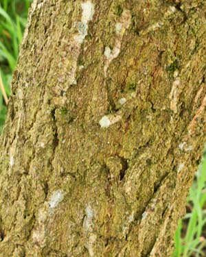 Quercus dentata