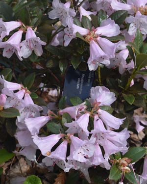 Rhododendron ciliatum
