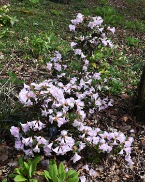 Rhododendron ciliatum