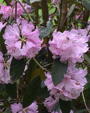 Rhododendron floribundum