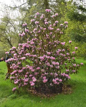 Rhododendron floribundum