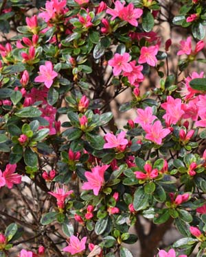 Rhododendron hana-asobe