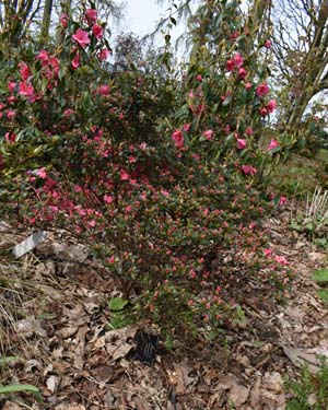 Rhododendron hana-asobe