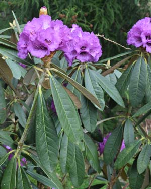 Rhododendron niveum