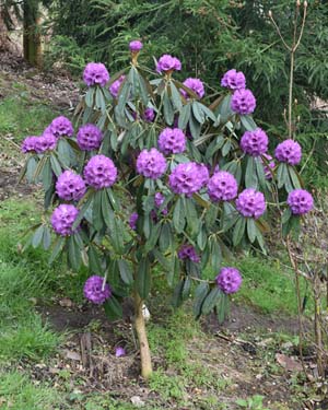 Rhododendron niveum
