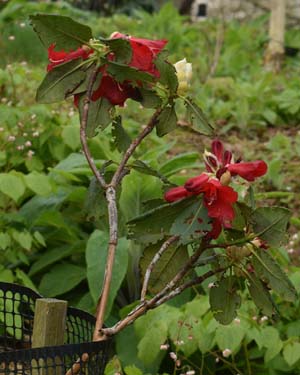 Rhododendron thomsonii