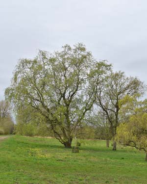 Salix 'Snake'