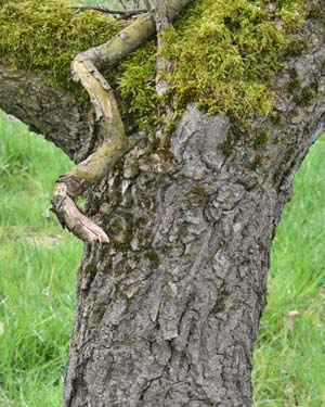 Salix sepulcralis erythroflexuosa