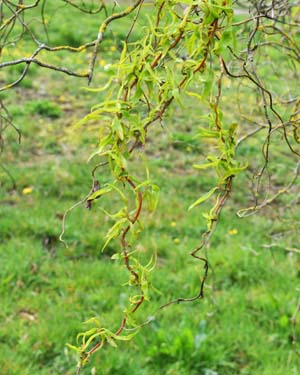 Salix erythroflexuosa