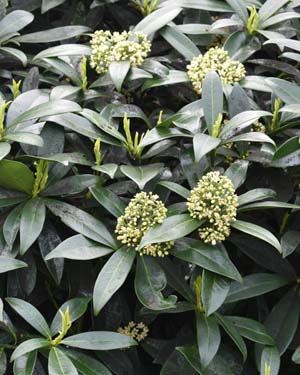 Skimmia japonica