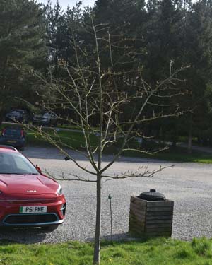 Sorbus pseudohupehensis