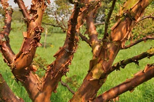 Yorkshire arboretum