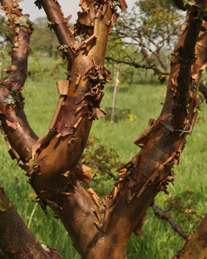 Acer griseum