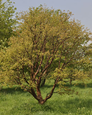 Acer griseum