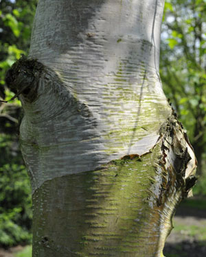 Himalayan birch
