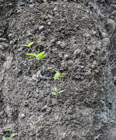 Chestnut burr