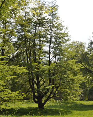 nothofagus antarctica