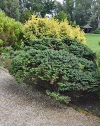 Abies balsamea  Hudsonia