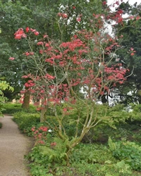 Acer aconitifolium