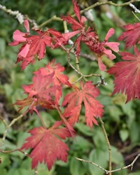 Acer aconitifolium