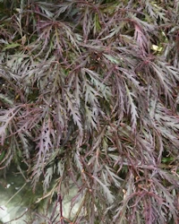 Acer palmatum dissectum purpurea