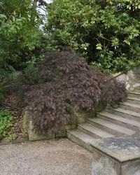 Acer palmatum osakazuki