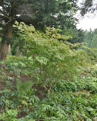 Acer palmatum dissectum