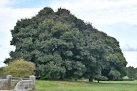Acer pseudoplatanus