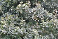 Acer pseudoplatanus