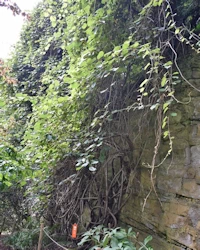 Actinidia chinensis