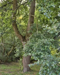Alnus cordata