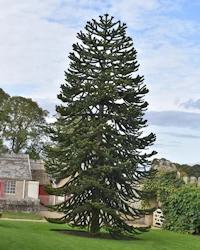 Araucaria araucana