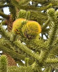 Araucaria Araucana