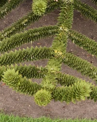Monkey puzzle tree